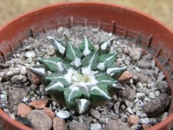 Ariocarpus kotschoubeyanus sladkovskii Rio Verde pot 5,5 cm - 12401649