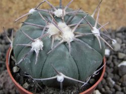 Echinocactus horizonthalonius Las Tablas, pot 5,5 cm