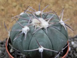 Echinocactus horizonthalonius Las Tablas, pot 5,5 cm - 12401651