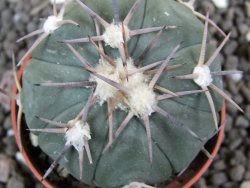 Echinocactus horizonthalonius Las Tablas, pot 5,5 cm - 12401652