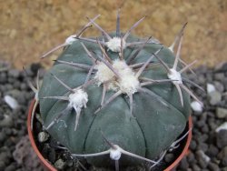 Echinocactus horizonthalonius Las Tablas, pot 5,5 cm - 12401653