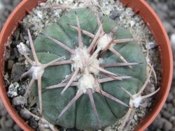 Echinocactus horizonthalonius Las Tablas, pot 5,5 cm - 12401654