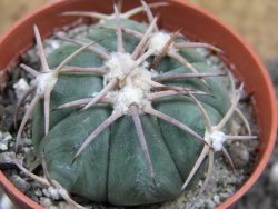 Echinocactus horizonthalonius Las Tablas, pot 5,5 cm - 12401655