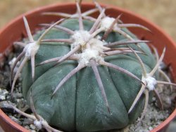 Echinocactus horizonthalonius Las Tablas, pot 5,5 cm - 12401656