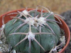 Echinocactus horizonthalonius Las Tablas, pot 5,5 cm