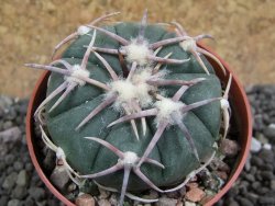 Echinocactus horizonthalonius Corazon del Monte pot 6,5 cm