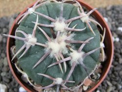 Echinocactus horizonthalonius Corazon del Monte pot 6,5 cm - 12401659