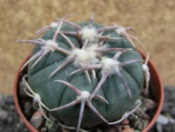 Echinocactus horizonthalonius Corazon del Monte pot 6,5 cm - 12401660