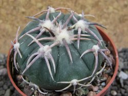 Echinocactus horizonthalonius Corazon del Monte pot 6,5 cm - 12401661