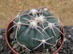 Echinocactus horizonthalonius Corazon del Monte pot 6,5 cm - 12401662