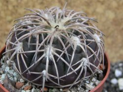 Gymnocalycium spegazzinii punillaense Tom 06-81/1 El Obelisco, pot 6,5 cm - 12401664