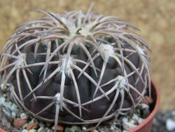 Gymnocalycium spegazzinii punillaense Tom 06-81/1 El Obelisco, pot 6,5 cm - 12401665