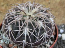 Gymnocalycium spegazzinii punillaense Tom 06-81/1 El Obelisco, pot 6,5 cm - 12401666