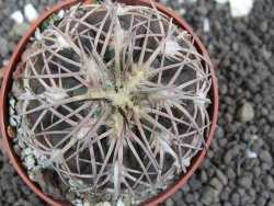 Gymnocalycium spegazzinii punillaense Tom 06-81/1 El Obelisco, pot 6,5 cm - 12401667