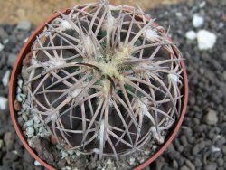 Gymnocalycium spegazzinii punillaense Tom 06-81/1 El Obelisco, pot 6,5 cm - 12401668