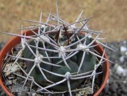 Gymnocalycium pugionacanthum VS52 Anillaco pot 5,5 cm - 12401683