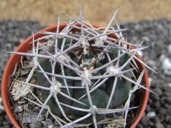 Gymnocalycium pugionacanthum VS52 Anillaco pot 5,5 cm