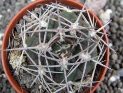 Gymnocalycium pugionacanthum VS52 Anillaco pot 5,5 cm - 12401670