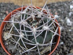 Gymnocalycium pugionacanthum VS52 Anillaco pot 5,5 cm - 12401671