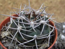 Gymnocalycium pugionacanthum VS52 Anillaco pot 5,5 cm - 12401672