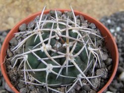 Gymnocalycium pugionacanthum VS52 Anillaco pot 5,5 cm - 12401674