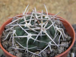 Gymnocalycium pugionacanthum VS52 Anillaco pot 5,5 cm