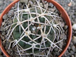 Gymnocalycium pugionacanthum VS52 Anillaco pot 5,5 cm - 12401676