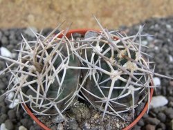 Gymnocalycium pugionacanthum VS52 Anillaco pot 5,5 cm - 12401677