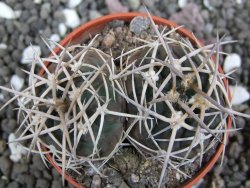 Gymnocalycium pugionacanthum VS52 Anillaco pot 5,5 cm