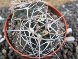 Gymnocalycium pugionacanthum VS52 Anillaco pot 5,5 cm - 12401679