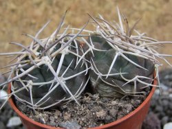 Gymnocalycium pugionacanthum VS52 Anillaco pot 5,5 cm - 12401680