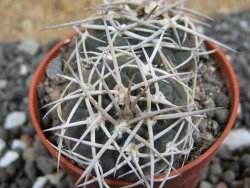 Gymnocalycium pugionacanthum VS52 Anillaco pot 5,5 cm - 12401681