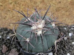 Echinocactus horizonthalonius KKR 81 El Pilar, pot 5,5 cm - 12401684