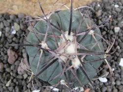 Echinocactus horizonthalonius KKR 81 El Pilar, pot 5,5 cm - 12401685