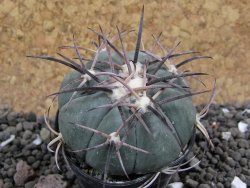 Echinocactus horizonthalonius KKR 81 El Pilar, pot 5,5 cm - 12401686