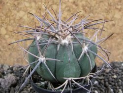 Echinocactus horizonthalonius KKR 81 El Pilar, pot 5,5 cm - 12401689
