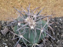 Echinocactus horizonthalonius KKR 81 El Pilar, pot 5,5 cm - 12401690