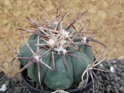 Echinocactus horizonthalonius KKR 81 El Pilar, pot 5,5 cm - 12401693