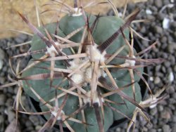 Echinocactus horizonthalonius KKR 81 El Pilar, pot 5,5 cm - 12401694