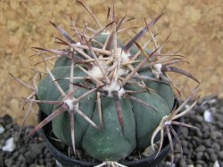 Echinocactus horizonthalonius KKR 81 El Pilar, pot 5,5 cm - 12401695