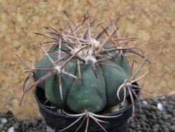 Echinocactus horizonthalonius KKR 81 El Pilar, pot 5,5 cm - 12401696