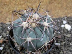Echinocactus horizonthalonius El Oso pot 5,5 cm - 12401698