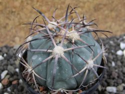Echinocactus horizonthalonius El Oso pot 5,5 cm - 12401699