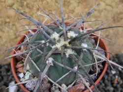 Gymnocalycium armatum LH1431 Pajcho centro, Tarija, pot 5,5 cm - 12401705