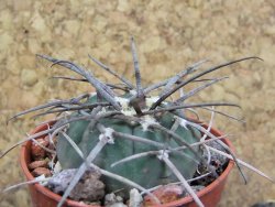 Gymnocalycium armatum LH1431 Pajcho centro, Tarija, pot 5,5 cm - 12401706