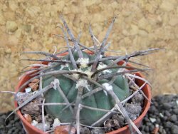 Gymnocalycium armatum LH1431 Pajcho centro, Tarija, pot 5,5 cm - 12401707