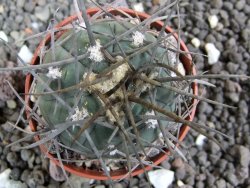 Gymnocalycium armatum LH1431 Pajcho centro, Tarija, pot 5,5 cm - 12401710