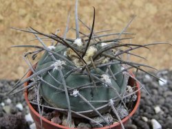 Gymnocalycium armatum LH1431 Pajcho centro, Tarija, pot 5,5 cm - 12401711