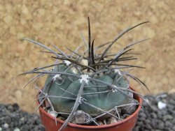 Gymnocalycium armatum LH1431 Pajcho centro, Tarija, pot 5,5 cm - 12401712