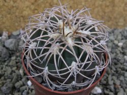 Gymnocalycium spegazzinii punillaense Tom 06-81/1 El Obelisco, pot 6,5 cm